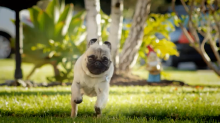 Doritos Pug Attack